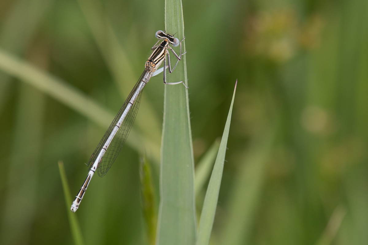 White-legged Damselfly